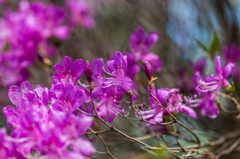 妙見岳のミツバツツジ-3