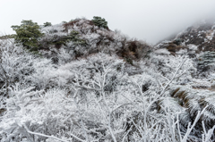 霧氷沢-5