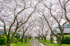 円応寺の桜-3