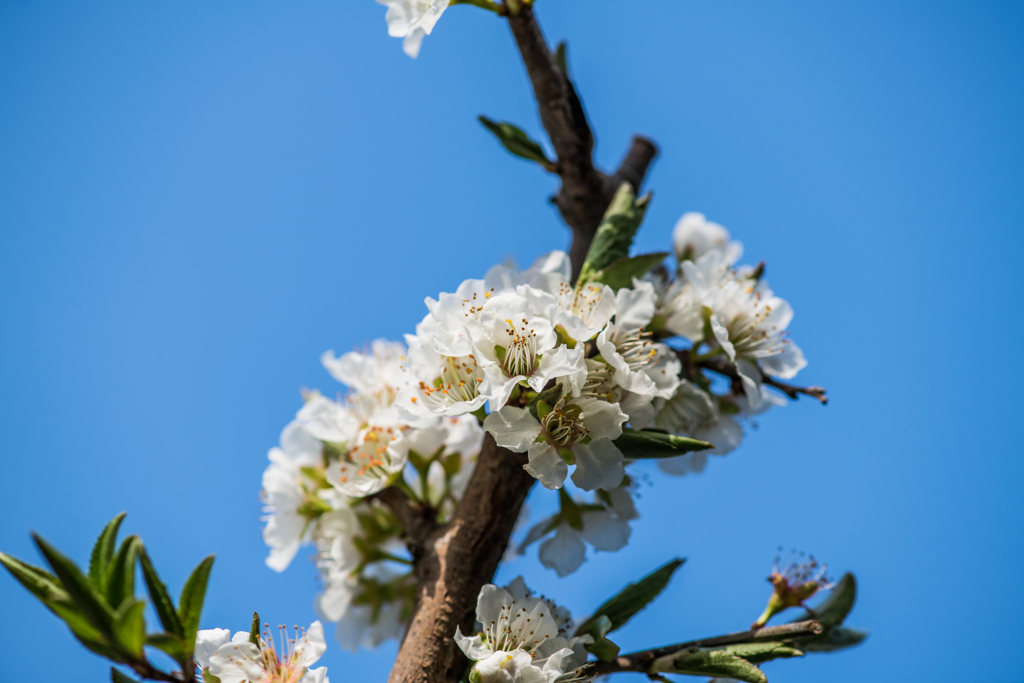 スモモの花-1