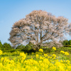 馬場の山桜-6