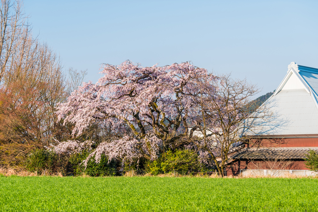 麦畑と枝垂桜-1