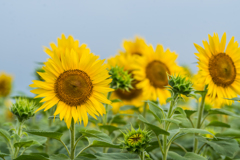 渕のひまわり-6