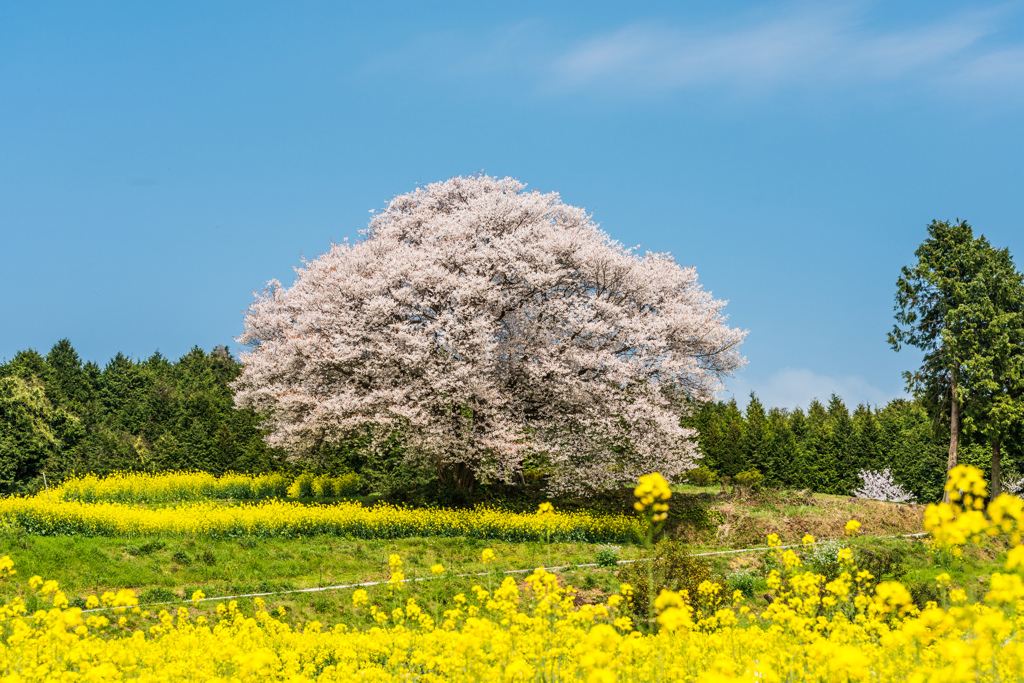 馬場の山桜-14