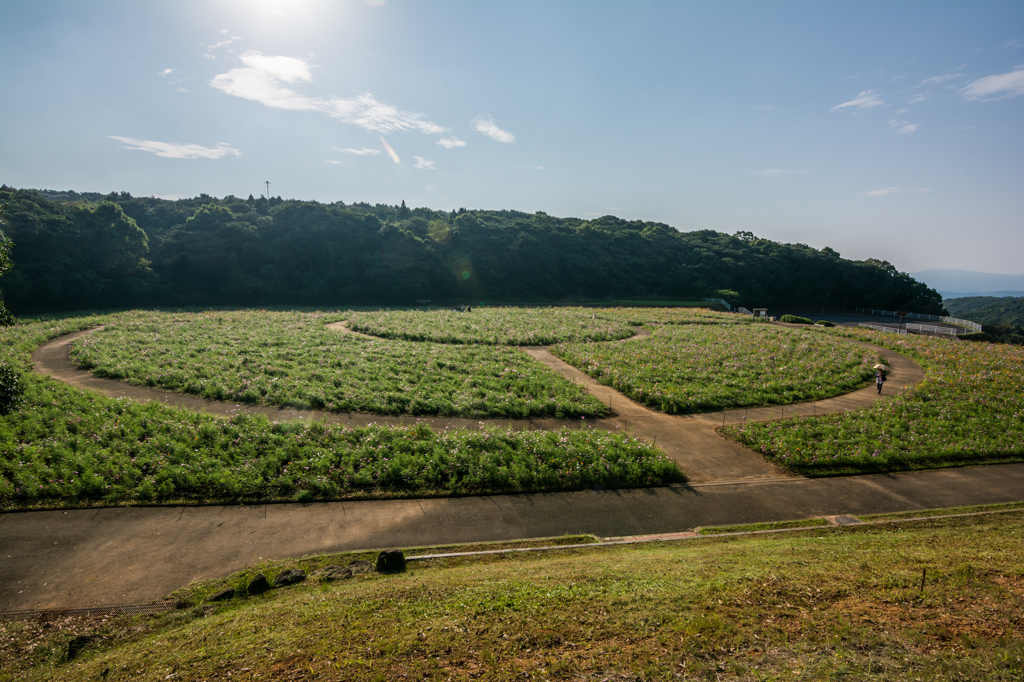 展海峰のコスモス園-1