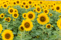 ひまわり畑-3
