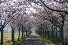 サイクリングロードの桜-2