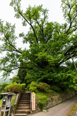 下城の大イチョウ