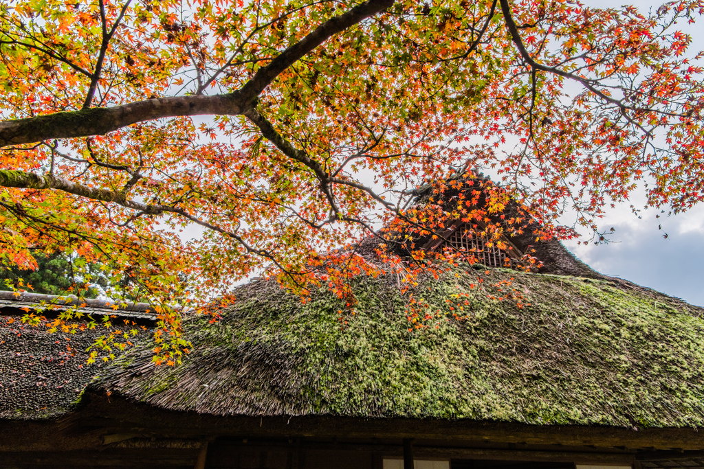 葦葺屋根と紅葉-2