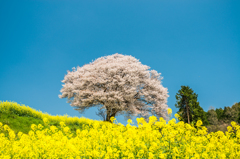 馬場の山桜-7