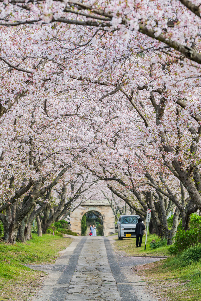 円応寺の桜並木-4