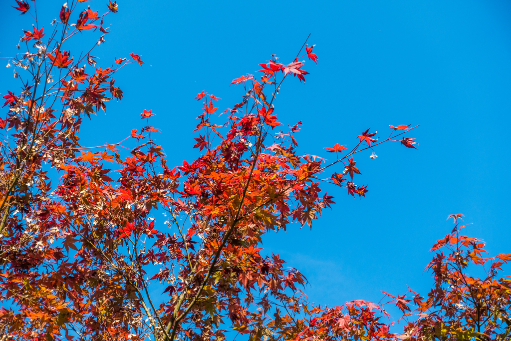 紅葉@天山