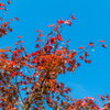 紅葉@天山