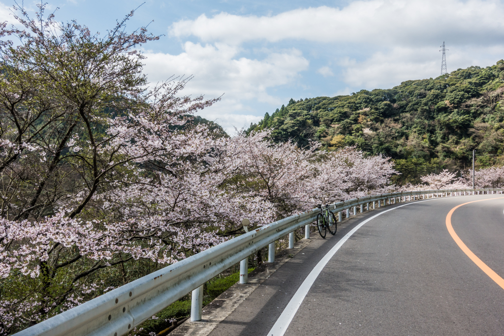 厳木ダムの桜-1