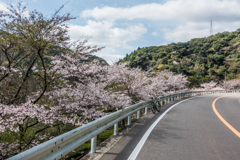 厳木ダムの桜-1