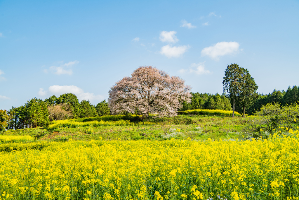 馬場の山桜-1