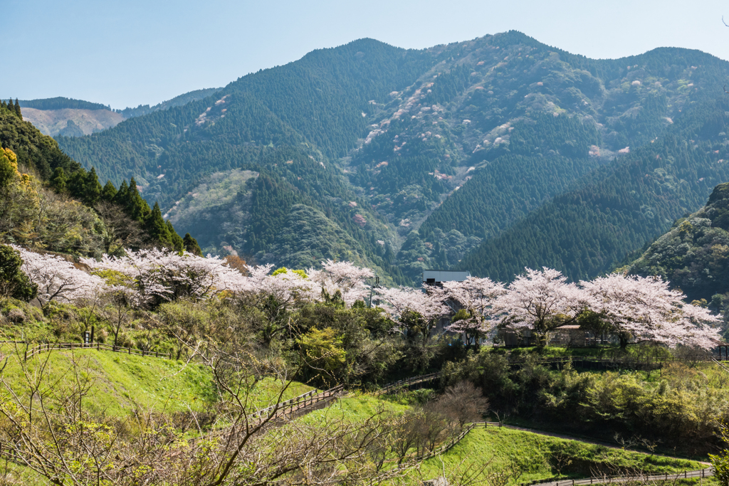 厳木ダムの桜-3