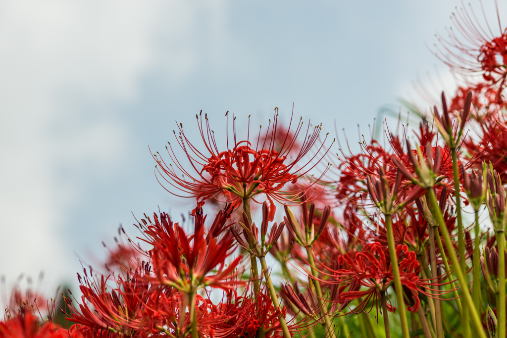 江里山の彼岸花-16