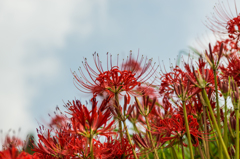 江里山の彼岸花-16