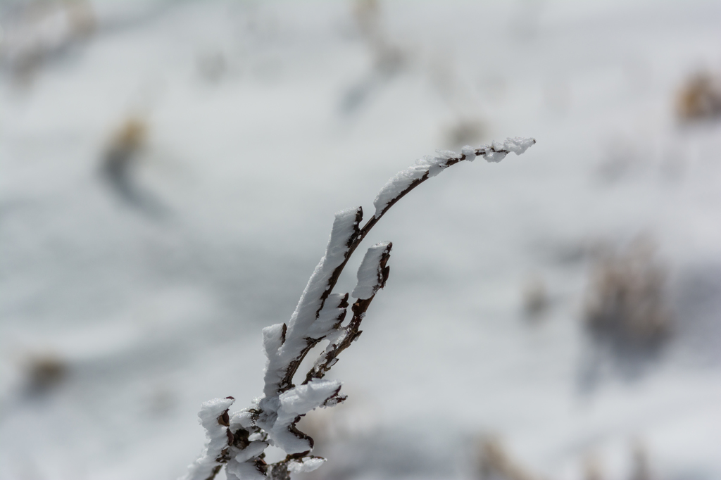 天山の霧氷-4