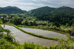 田植えが終わった棚田