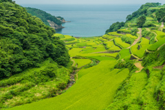 夏の浜野浦-3
