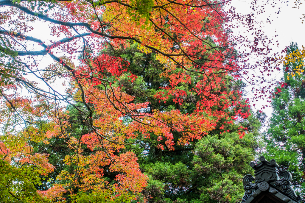 杉山白石神社の紅葉-2