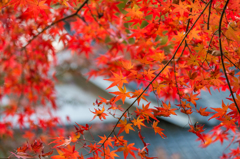 仁比山神社-社務所裏の紅葉_2014.11.20