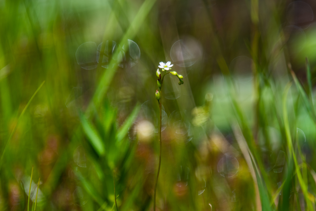 モウセンゴケの花-1