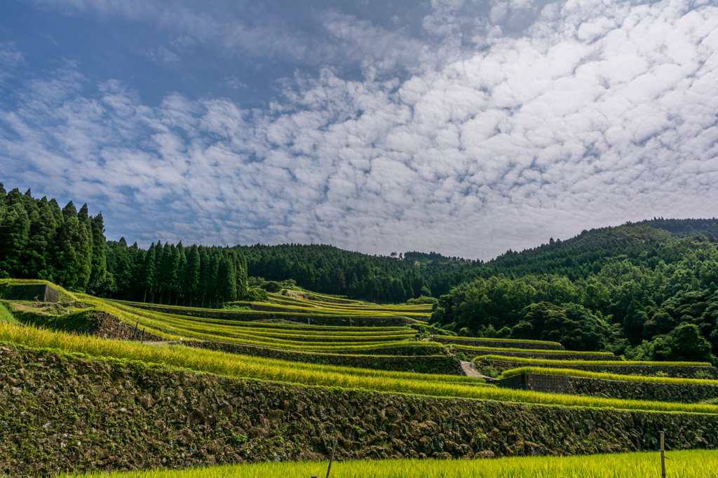 太平の棚田