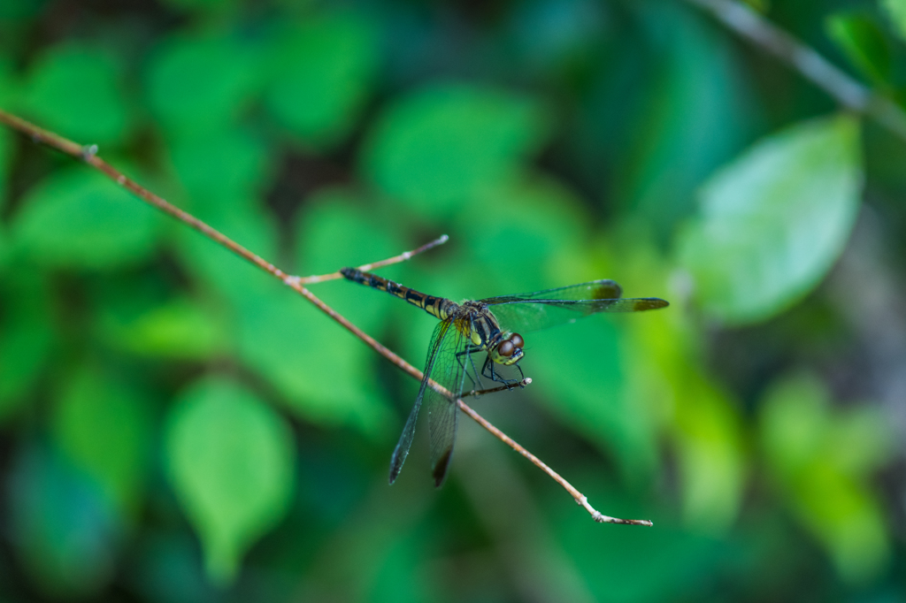 マユタテアカネ