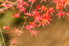 竜門峡の紅葉-6