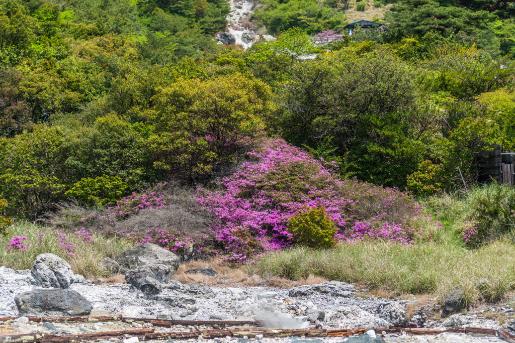 雲仙地獄のミヤマキリシマ-6