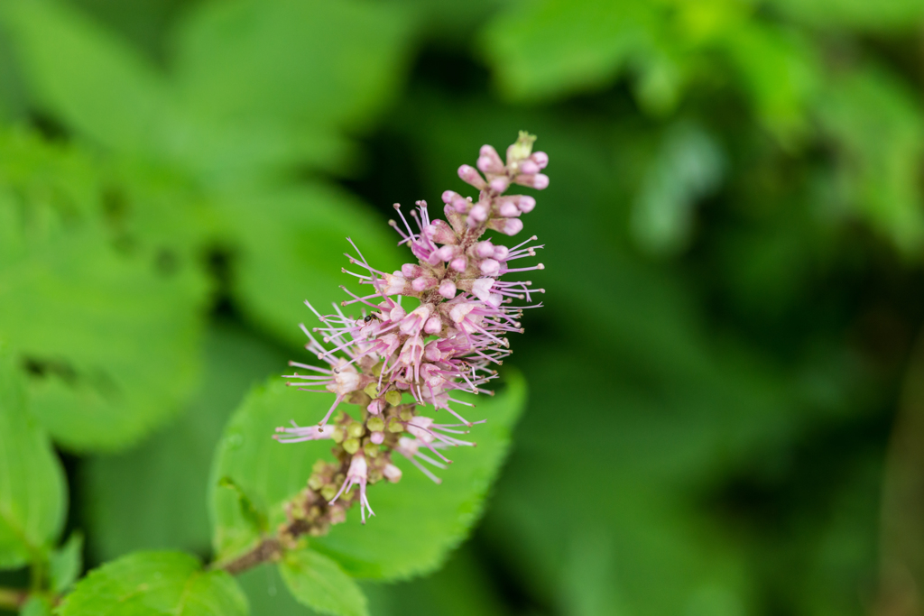 イブキトラノオ