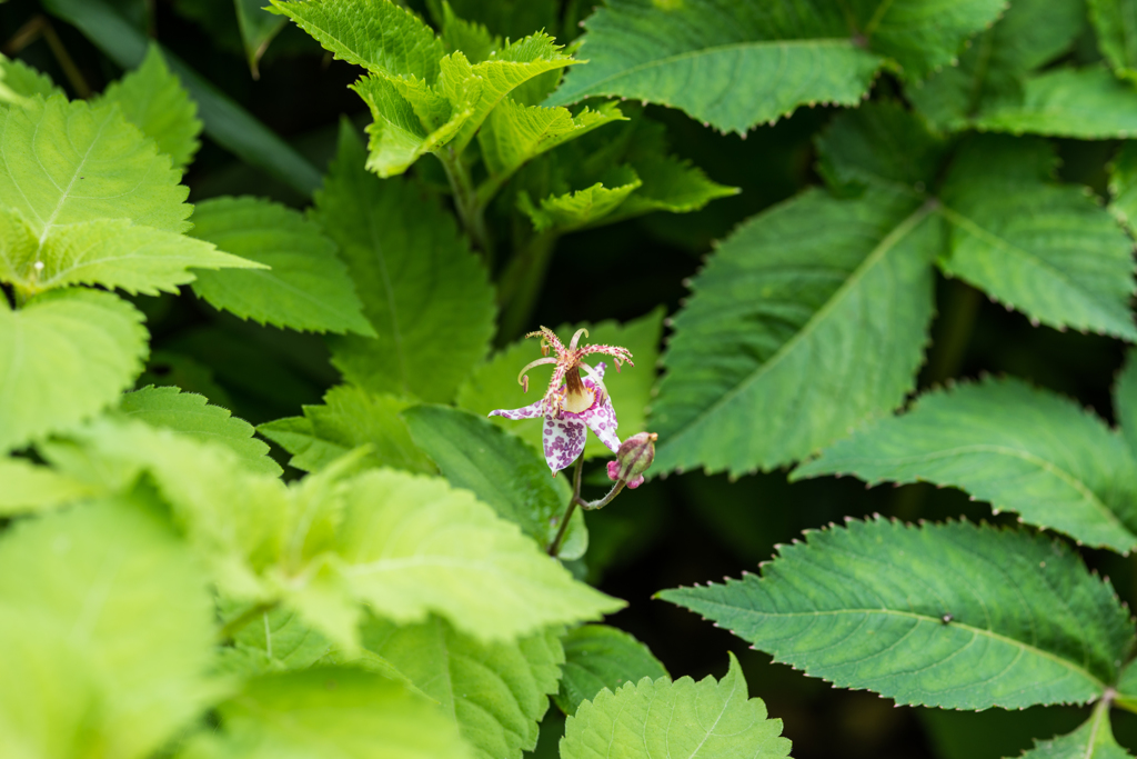 ヤマホトトギス-2