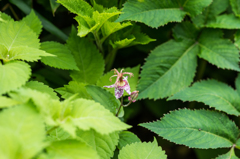 ヤマホトトギス-2