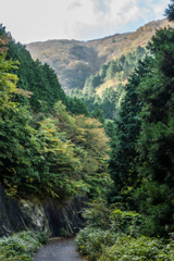 谷間の林道