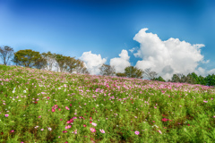 白木峰高原-2