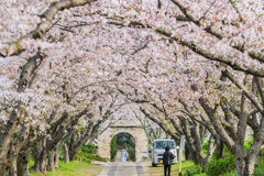円応寺の桜並木-3