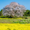 馬場の山桜-5