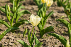 諸富のチューリップ-3