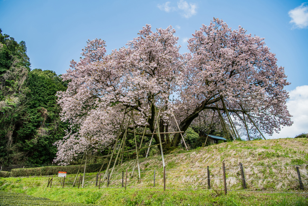 吉田の百年桜-4