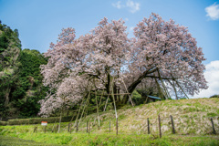 吉田の百年桜-4
