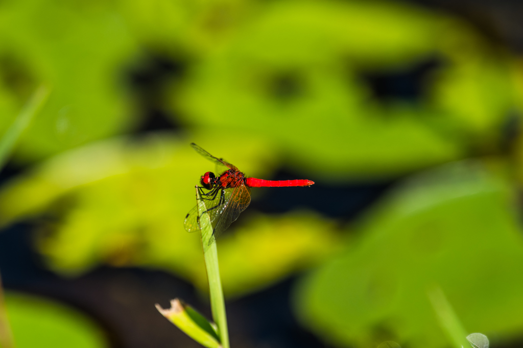 ハッチョウトンボ♂-1