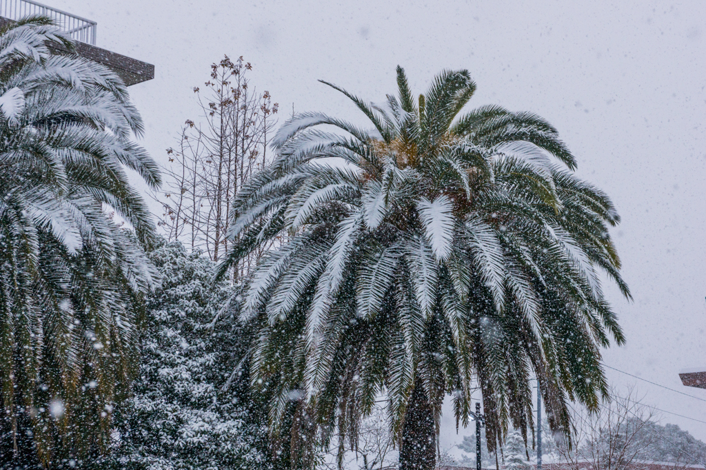 南国の雪-2