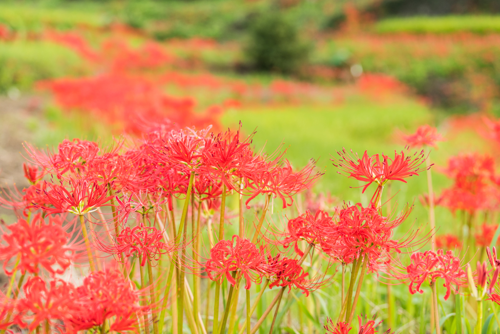 江里山棚田（西）-2