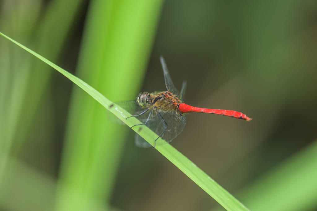 マユタテアカネ♂