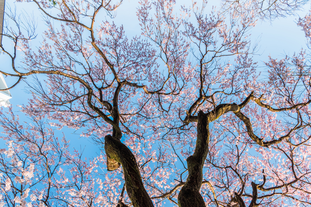 宝珠寺のヒメシダレ-1