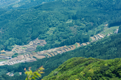 八幡岳から大平棚田