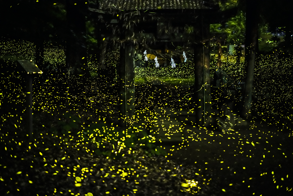 ヒメボタル_2021.05.30_D850-50